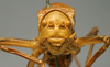 CollectionObject 1516789; 593d6b97-417c-414f-831d-0f27aa4a3604: male face (syntype of Ephippiger seoanei). (CollectionObject).