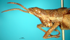 CollectionObject 1530829; e7318ee2-2169-44a7-84f5-5d555339e55d: male, head and pronotum lateral view. (CollectionObject).