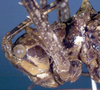 CollectionObject 1517005; 87e174cc-93c3-475d-93bf-1ec9f4d95eec: female nymph head and pronotum, lateral view (holotype). (CollectionObject).