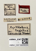 Other: !! display not done !! on Cyrtolobus togatus Woodruff, 1924: (Observation).