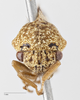 Head on Cyrtolobus arcuatus (Emmons, 1855): (Observation).