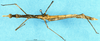 CollectionObject 1506953; 5a079bf3-8aad-4e23-a715-9119809a7386: male, dorsal view (syntype). (CollectionObject).