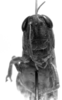 CollectionObject 1533432; 3137fff2-a501-48d5-b1df-59b2e213b180: Image Carbonell, C.S. female, frontal view (holotype of Leiotettix punctipes). (CollectionObject).