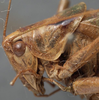 CollectionObject 1506514; 2b030b82-4b84-4c77-89f1-ae93e664e327: male pronotum, lateral view. (CollectionObject).