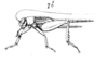 Miogryllus convolutus (Johannson, 1763): Pl.12, Fig.11(7). male Gryllus pusillus. (Otu).