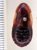 Litopeltis musarum Rehn, 1928: Photo taken by Heidi Hopkins. (Otu).