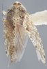Habitus, dorsal view: !! display not done !! on Antoniellus irrorellus Linnavuori, 1959: Dorsal. (Observation).