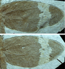 Bacharaboilus lii Gu, Qiao & Ren, 2011: left and right forewing. (Otu).