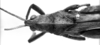 CollectionObject 1521479; 3fe11ef1-07d6-46ea-b3ed-170d79dc6c38: Image Carbonell, C.S. male head and pronotum, dorsal view (holotype of Tropidonotus schulzi). (CollectionObject).