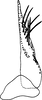 Subgenital plate, ventral view on Delospilopterus orthopeus Stiller, 2001: Subgenital plate. (Observation).