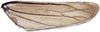 Hind wing: Cerus goudanus, hindwing (INHS). (Observation).