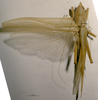 CollectionObject 1503298; MBBJ 3226004, d570444b-e4e7-45ab-9eb3-cdfe92e1a5fc: female, dorsal view. (CollectionObject).