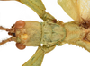 CollectionObject 1582828; Depo SF.DepoID 3768, Coll. RC 16-258, ce8f56f7-172e-4783-b561-e13e2cd1c18e: copyright Montreal Insectarium. male: head & thorax, dorsal view (holotype). (CollectionObject).