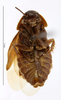 CollectionObject 1587503; MNHN(SF IMPORT DUPLICATE) MNHN-EP-EP826, 3bc76220-019d-4f45-9eef-8a7bdb452f04: CC BY-NC-ND 4.0/MNHN - Depraetere Marion - 2014. Syntype, male, of capsoides Shelford, 1911. Specimen number: MNHN-EP-EP826. http://coldb.mnhn.fr/catalognumber/mnhn/ep/ep826. (CollectionObject).