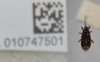 CollectionObject 1593622; bf46ca99-7a07-43b4-a334-91362b0a07b9: Austroxestus carnarvoni. Paratype- dorsal habitus. (BMNH) - (CC BY-NC 4.0) Photo by Stuart Cole, reproduced with permission from the Natural History Museum, London, UK. (CollectionObject).
