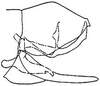 Pygofer, lateral view: !! display not done !! on Arundanus proprius (DeLong, 1918): genital capsule, laterally. (Observation).