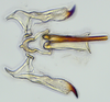 Aedeagus, ventral view: (Observation).