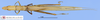 CollectionObject 1565520; MLP3783/4-5', 0522a1f3-41a4-478f-8c56-055fcc4a89ec: female, dorsal view (paratype). (CollectionObject).