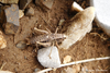 CollectionObject 1598777; ed2a2370-ea50-48c9-aa80-291b101d8c6f: male. (CollectionObject).