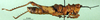 CollectionObject 1501659; abdf9174-41dd-4039-bed9-fe893a184471: male, lateral view (syntype or holotype). (CollectionObject).