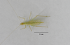 CollectionObject 1596860; b421ce0c-0624-408e-8974-7244a8e37531: Holotype, male, lateral habitus. (CollectionObject).