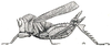 Scirtotypus aberrans Brunner von Wattenwyl, 1898: Fig. 40 (after type specimen). female (antenna incomplete, body length 35 mm, pronotum 7 mm). (Otu).