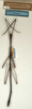 CollectionObject 1557677; NMW 527, be6f94cd-4659-4a92-a84e-ee65ad355f8f: copyright NMW, Vienna. male (paralectotype). (CollectionObject).