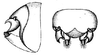 Axylus inferior (Brunner von Wattenwyl, 1898): male cerci. (Otu).