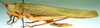 CollectionObject 1531680; 068a8f30-6fd3-462a-97fc-f2642450f0bb: female, lateral view (syntype or holotype). (CollectionObject).
