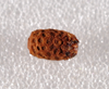 Pseudophasma andreaszomproi (Zompro, 2004): copyright ZMHB, Berlin. egg. (Otu).
