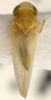 Habitus, dorsal view: Habitus (A. improvisa Lnv., USNM collection). (Observation).