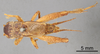 Male, dorsal view (syntype of Gryllus saussurei) Depicts CollectionObject 1522762; 9a34b759-a794-4c10-ad3c-46e7e7871c76, a CollectionObject.