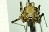 CollectionObject 1585784; 9fff5aea-b70e-4b8c-ae62-9b8c0bd0b6d6: female, frontal view (syntype). (CollectionObject).
