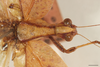 CollectionObject 1586788; e93a86f6-d83c-4e3e-a4e8-38ea98dcbbf2: head and pronotum, scale bar = 2 mm. (CollectionObject).