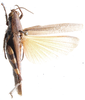 Anomalocatantops furcicercus Jago, 1984: dorsal view. (Otu).