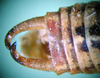 CollectionObject 1502235; 4a06850b-6de6-4898-89fd-e0cc0ddd6eb6: male cerci (paratype of Poecilimon albanicus). (CollectionObject).