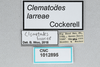 CollectionObject 2833384; aa7ffa08-1734-4a99-8504-f99f03481fa9, CNCI 1012895: Clematodes larreae. (CollectionObject).