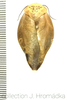 Gyna laticosta (Walker, 1868): (Otu).