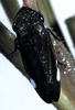Habitus, dorsal view on Cuerna sayi Nielson, 1965: Female with brochosome masses. U.S.A., Montana, Madison Co., Twin Bridges. Photo: R. Rakitov. (Observation).