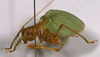 CollectionObject 1516798; 4907314d-afe6-43de-9fff-f7e452805900: male, lateral view (holotype). (CollectionObject).