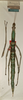 CollectionObject 1558984; NMW 855, 4f66fea9-d52e-4a36-aae4-bf496da2424c: copyright NMW, Vienna. female (syntype). (CollectionObject).