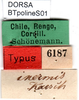 CollectionObject 1500392; 5dac48c4-6049-4ff4-9fbc-43d3a72e5cba, DORSA BTpolineS01: labels (syntype). (CollectionObject).