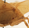 female pronotum, lateral view (syntype of Mataeus orientalis). Depicts CollectionObject 1534495; 9b1b0528-4e5a-4385-9eea-a98325dda28b, a CollectionObject.