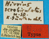 CollectionObject 1500255; 4ec3ac47-335c-4345-9c3c-63ecaccf562b: labels (holotype). (CollectionObject).