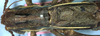 CollectionObject 1504069; 2f49bdb3-9f26-4e54-9c55-d503d517e000: male pronotum and wings (holotype). (CollectionObject).