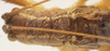 CollectionObject 1537417; 2e1c51b7-c5a3-4766-ac35-018e544d582b: male pronotum, dorsal view (paratype). (CollectionObject).