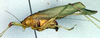 CollectionObject 1500507; 54a40318-8a68-4c47-8cee-62ba056e00c2, DORSA BTbueebuHTM: male, lateral view (holotype of of Stenacropteryx eburneigutta). (CollectionObject).