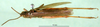 CollectionObject 1501518; 51040bef-ade0-45ae-9108-57f811cfae1e: male, dorsal view (syntype of Gryllus bicolor). (CollectionObject).