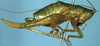 CollectionObject 1595891; ca59aa22-0960-4745-96e3-20b69bdaa4da: female, lateral view (paratype). (CollectionObject).