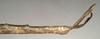 CollectionObject 1558186; 51b445f4-fa4e-4f54-b1c5-cd9efe4d77ed, NMW 867: copyright NMW, Vienna. female: end of abdomen, lateral view of synonym Acrophylla oxyacantha (lectotype). (CollectionObject).